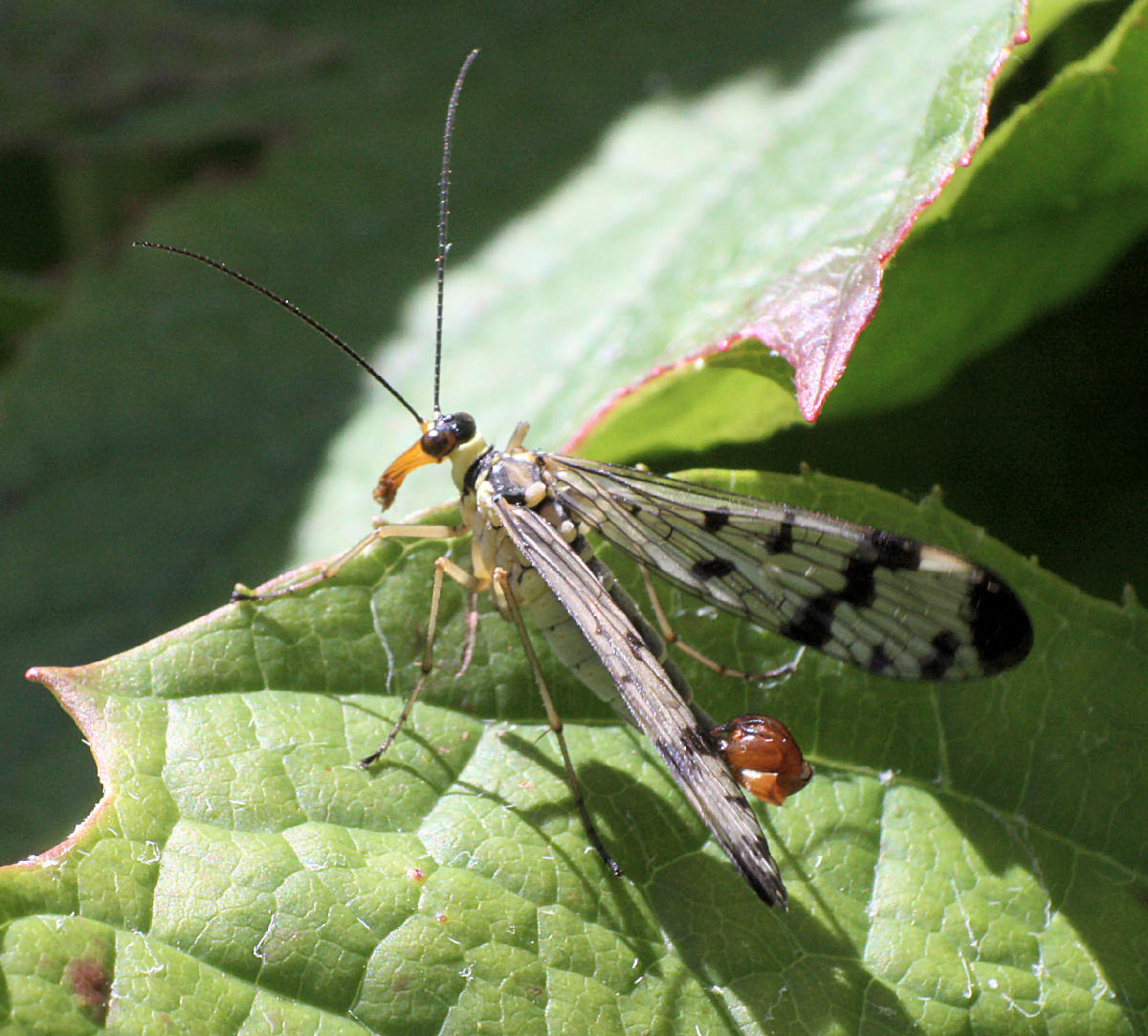 Panorpa  communis  - maschio